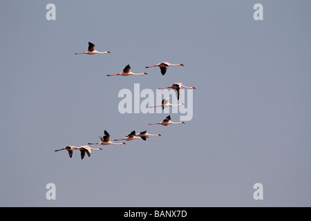 Plus de flamands roses. Phoenicopterus roseus. Mahul., Mumbai. Banque D'Images