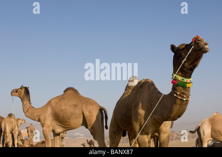 Troupeau de chameaux d'une manière juste, équitable, Camel Pushkar Pushkar, Rajasthan, India Banque D'Images