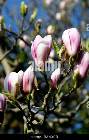 Magnolia x soulangeana white rose fleur fleurs printemps ciel bleu Banque D'Images