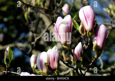 Magnolia x soulangeana white rose fleur fleurs printemps ciel bleu Banque D'Images