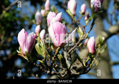 Magnolia x soulangeana white rose fleur fleurs printemps ciel bleu Banque D'Images