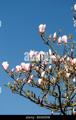 Magnolia x soulangeana amabilis cv fleur fleurs blanc ciel bleu printemps Banque D'Images