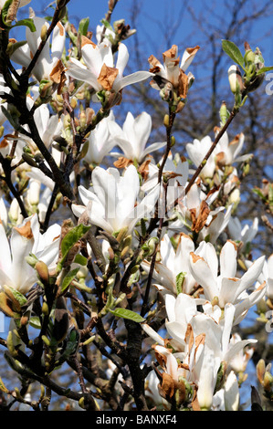 Magnolia x soulangeana lennei alba cv fleur fleurs blanc ciel bleu printemps Banque D'Images