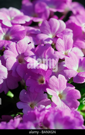Primula auricula primevère fleurs violettes avec eye centre jaune pâle Banque D'Images