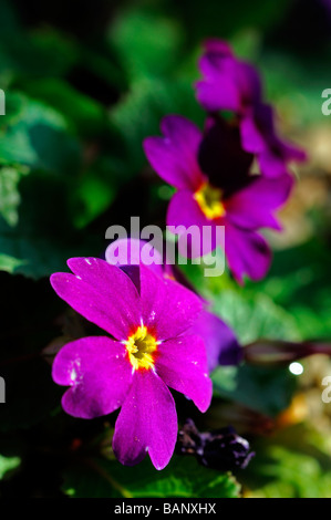 Wanda juliana (Pruhonicensis primula) primevère hybride fleurs violettes avec des yeux jaune vert foncé fond feuilles centre Banque D'Images