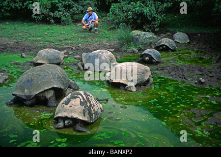 La tortue géante Geochelone elephantopus voyages à l'intérieur des terres pour l'eau douce des îles Galapagos Équateur Banque D'Images