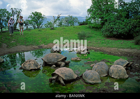 La tortue géante Geochelone elephantopus voyages à l'intérieur des terres pour l'eau douce des îles Galapagos Équateur Banque D'Images