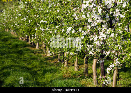 Pommiers en fleurs à plantation Banque D'Images