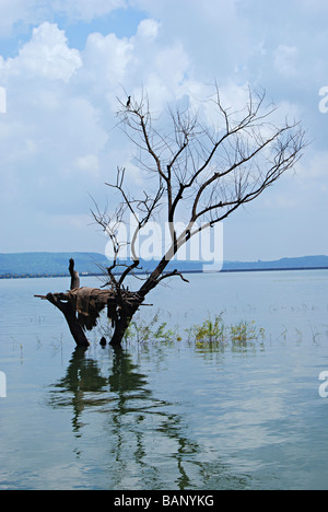 Reflet d'un arbre sans feuilles submergées dans le marigot d'Khadakvasla Barrage, Pune, Maharashtra, Inde. Banque D'Images