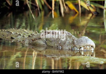 Marsh Crocodile, Crocodylus palustris. Ranganathittu Bird Sanctuary, Karnataka, Inde Banque D'Images