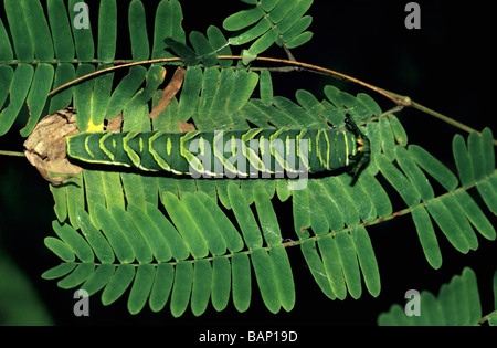 Le Nawab commun Polyura (athamas) Caterpillar Banque D'Images