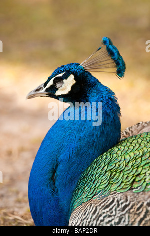 Close up of peacock détaillant tête et plumes crest Banque D'Images