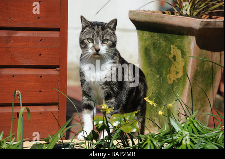 Cat, et des marques blanches dans un jardin Banque D'Images