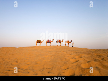 Quatre chameaux debout dans une ligne avec un homme, Jaisalmer, Rajasthan, India Banque D'Images