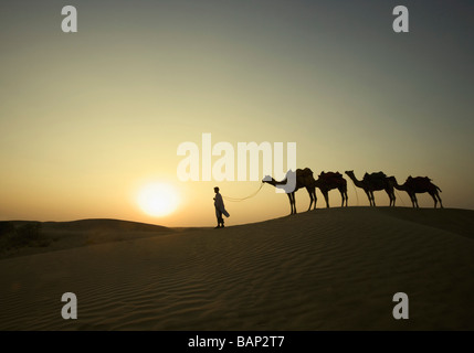 Quatre chameaux debout dans une ligne avec un homme, Jaisalmer, Rajasthan, India Banque D'Images