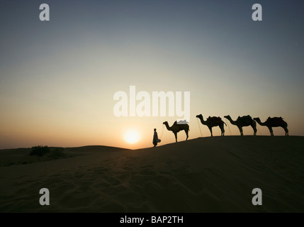 Quatre chameaux debout dans une ligne avec un homme, Jaisalmer, Rajasthan, India Banque D'Images