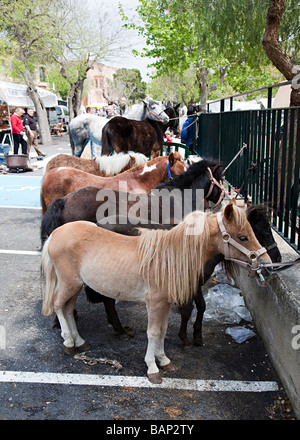 Poneys et chevaux en vente dans le marché de l'élevage Sineu Majorque Espagne Banque D'Images