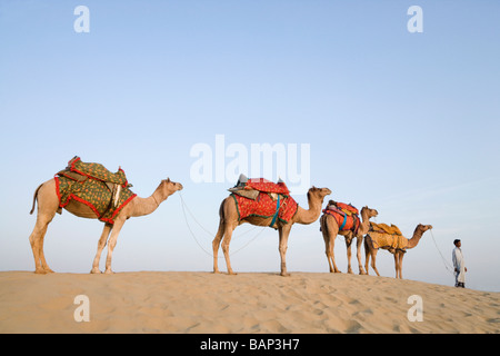 Quatre chameaux debout dans une ligne avec un homme, Jaisalmer, Rajasthan, India Banque D'Images