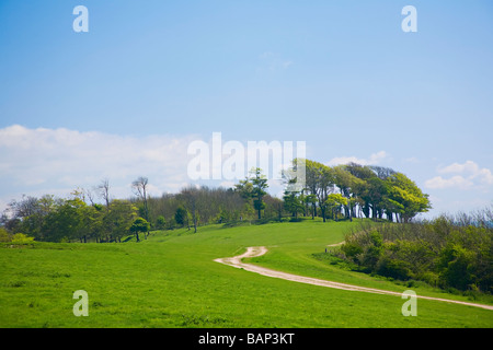 Un chemin d'accès jusqu'à la craie Chanctonbury Ring sur les South Downs sur une belle journée de printemps. West Sussex, England, UK Banque D'Images