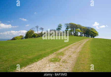 Chalk un chemin d'accès jusqu'à Chanctonbury Ring sur les South Downs sur une belle journée de printemps. West Sussex, England, UK Banque D'Images