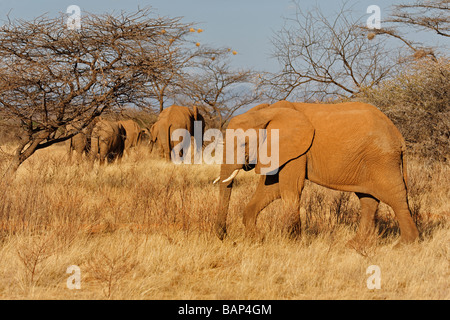 La navigation sur l'éléphant d'arbustes dans l'environnement hostile de la réserve nationale de Samburu, Kenya Banque D'Images