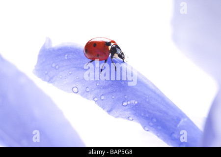 L'été rouge coccinelle sur fleur Banque D'Images