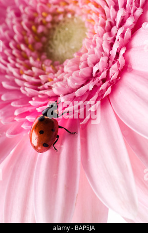 L'été rouge lady bug Banque D'Images