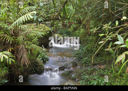 Ruisseau de montagne Mt Parc National de Kinabalu Sabah Bornéo Banque D'Images