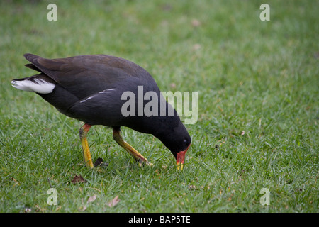 Gallinule poule-d'eau (Gallinula chloropus) brouter dans un champ dans le Lancashire. Banque D'Images