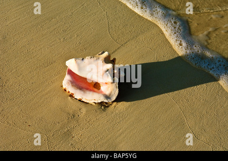 Conque sur Cat Island Bahamas beach Banque D'Images