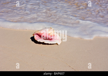 Conque sur Cat Island Bahamas beach Banque D'Images