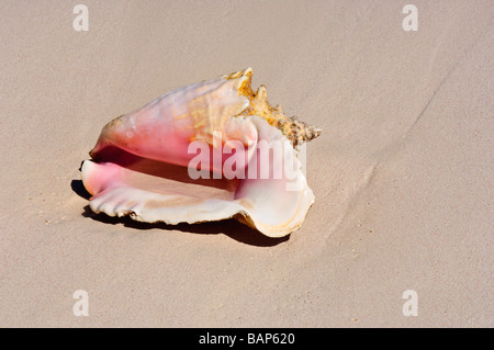 Conque sur Cat Island Bahamas beach Banque D'Images