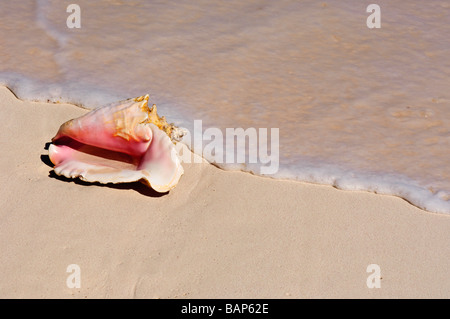 Conque sur Cat Island Bahamas beach Banque D'Images