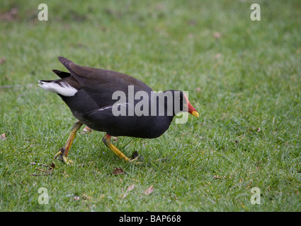 Gallinule poule-d'eau (Gallinula chloropus) dans un champ dans le Lancashire. Banque D'Images