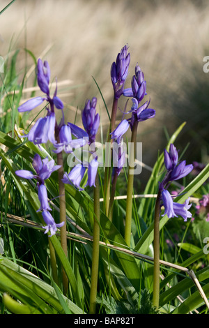 (Bluebell Endymion non-scriptus) Banque D'Images