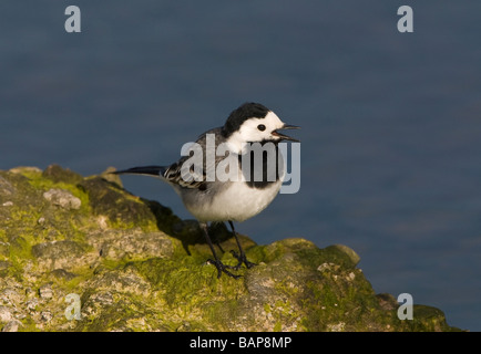 Bergeronnette grise Motacilla alba alba sur rocher au bord de l'eau Banque D'Images