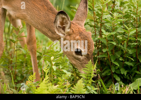 Le cerf de Virginie (Odocoileus virginianus) doe parcourt Banque D'Images