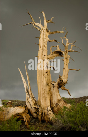 Ancient Bristlecone Pine Tree Banque D'Images