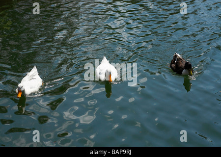 Ducs en noir et blanc sur l'eau, Emirgan Park, Istanbul, Turquie Banque D'Images