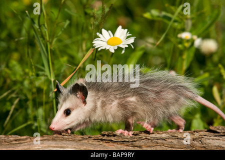 L'Opossum bébé (Didlephis marsupialis) avec wildflower Banque D'Images