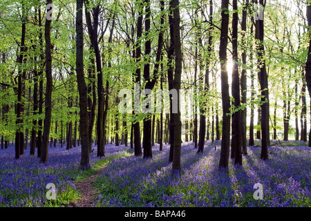 Jacinthes des bois Ashridge - Buckinghamshire Banque D'Images