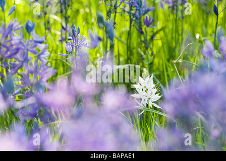 Camassia quamash camas (commune) à Victoria, BC Banque D'Images