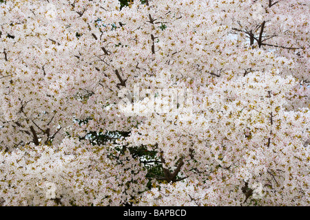 Arbre de cerise Yoshino blossom, Washington DC, USA Banque D'Images