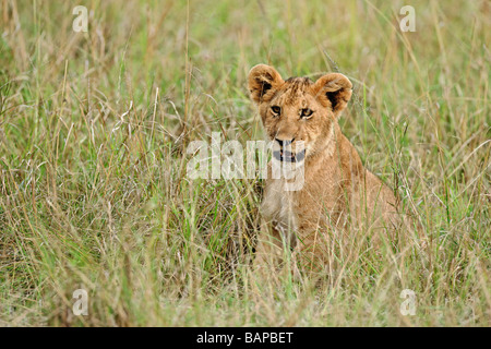 Jeune lion ludique d'être vigilant dans les hautes herbes de la réserve nationale de Masai Mara au Kenya Banque D'Images
