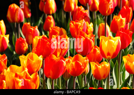 Une bande rouge jaune tulip tulipa flair seul groupe précoce des espèces de fleurs fleur var variante sp variété couleur couleur Banque D'Images