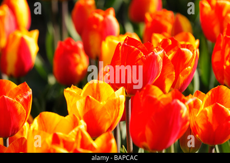 Une bande rouge jaune tulip tulipa flair seul groupe précoce des espèces de fleurs fleur var variante sp variété couleur couleur Banque D'Images