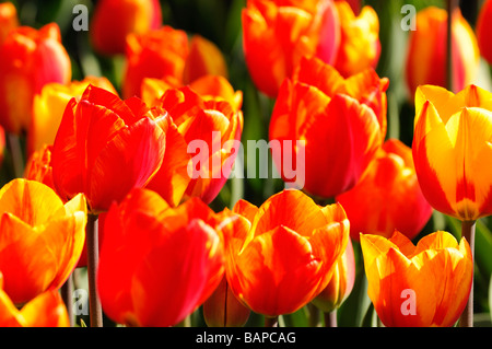 Une bande rouge jaune tulip tulipa flair seul groupe précoce des espèces de fleurs fleur var variante sp variété couleur couleur Banque D'Images