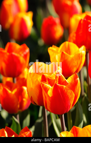 Une bande rouge jaune tulip tulipa flair seul groupe précoce des espèces de fleurs fleur var variante sp variété couleur couleur Banque D'Images