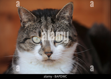 Chat tigré avec marquage blanc sur le visage Banque D'Images