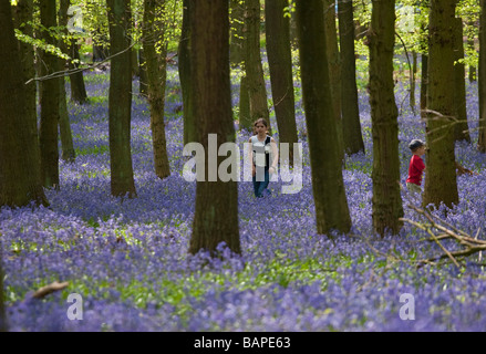 Jacinthes des bois Ashridge - Buckinghamshire Banque D'Images